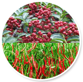 串串香火鍋加盟